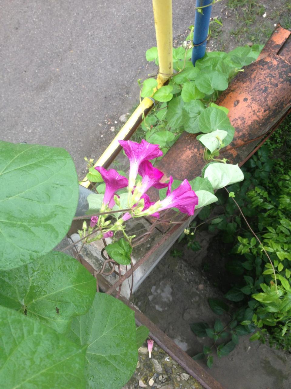 Guesthouse "Kistauri" เทลาวี ภายนอก รูปภาพ